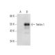 Tektin 1 Antibody (E-5) - Western Blotting - Image 305698