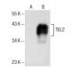 TEL2 Antibody (F-8) - Western Blotting - Image 154097