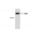 TEM8 Antibody (4H261) - Western Blotting - Image 287170 