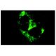 Tenascin-C Antibody (300-3) - Immunofluorescence - Image 7694 
