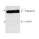 Tenascin-C Antibody (300-3) - Western Blotting - Image 5262