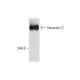 Tenascin-C Antibody (300-3) - Western Blotting - Image 129500 