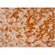 Tenascin-X Antibody (F-11) - Western Blotting - Image 384587