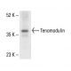 Tenomodulin Antibody (A-2) - Western Blotting - Image 411811