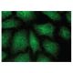 TES Antibody (G-5) - Immunofluorescence - Image 149765 