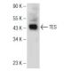 TES Antibody (G-5) - Western Blotting - Image 147150 