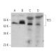 TES Antibody (G-5) - Western Blotting - Image 366036