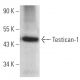 Testican-1 Antibody (A-3) - Western Blotting - Image 365992 