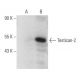 Testican-2 Antibody (B-5) - Western Blotting - Image 357323