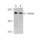 Testisin Antibody (A-11) - Western Blotting - Image 375612 