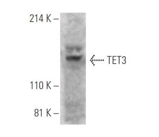 TET3 Antibody (D-7) - Western Blotting - Image 396550