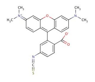 Tetramethylrhodamine isothiocyanate Isomer R (CAS 80724-20-5) - chemical structure image 