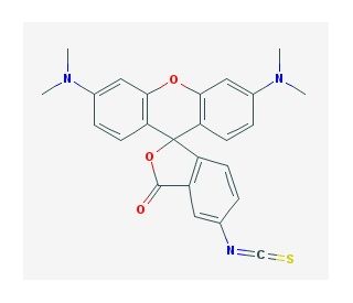 Tetramethylrhodamine isothiocyanate mixed isomers (CAS 95197-95-8) - chemical structure image