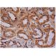 tetranectin Antibody (F-8) - Immunohistochemistry - Image 284719 