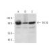 TEX10 Antibody (B-9) - Western Blotting - Image 304315 