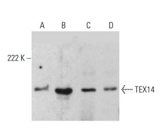 TEX14 Antibody (4E4) - Western Blotting - Image 384234 