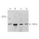 TEX14 Antibody (4E4) - Western Blotting - Image 384234 