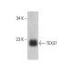 TEX37 Antibody (D-1) - Western Blotting - Image 386130 