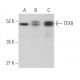 TEX9 Antibody (D-2) - Western Blotting - Image 371267 