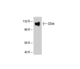 CD34 Antibody (BI-3C5) - Western Blotting - Image 41673 