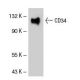 CD34 Antibody (BI-3C5) - Western Blotting - Image 41673 