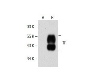 TF Antibody (E-6) - Western Blotting - Image 155322 