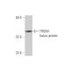 TFB2M Antibody (2E10) - Western Blotting - Image 350262