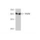 TFB2M Antibody (2E10) - Western Blotting - Image 352215 