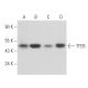 TFEB Antibody (17) - Western Blotting - Image 356666 