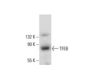 TFEB Antibody (C-6) - Western Blotting - Image 317970 