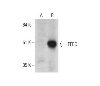 TFEC Antibody (E-12) - Western Blotting - Image 333738