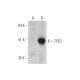 TFEC Antibody (E-12) - Western Blotting - Image 333738
