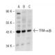 TFIIA-α/β Antibody (708C4a) - Western Blotting - Image 146744 