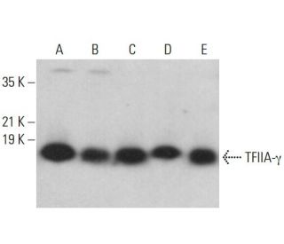 TFIIA-&gamma; Antibody (D-6) - Western Blotting - Image 378153 