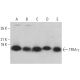 TFIIA-γ Antibody (D-6) - Western Blotting - Image 378153 