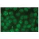 TFIIB Antibody (24) - Immunofluorescence - Image 114354