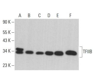 TFIIB Antibody (D-12) - Western Blotting - Image 380751 