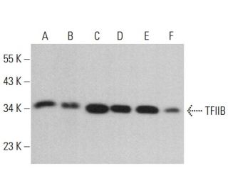 TFIIB Antibody (D-3) - Western Blotting - Image 380757 