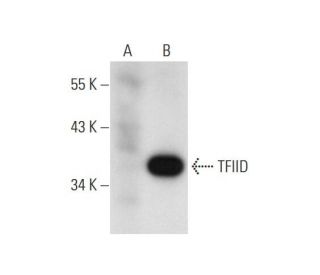 TFIID/TATA Binding Protein/TBP Antibody (C-7) - Western Blotting - Image 129863