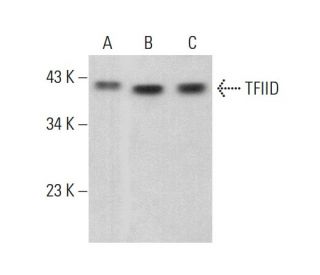 TFIID/TATA Binding Protein/TBP Antibody (C-8) - Western Blotting - Image 378516 