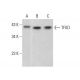 TFIID/TATA Binding Protein/TBP Antibody (C-8) - Western Blotting - Image 378516 
