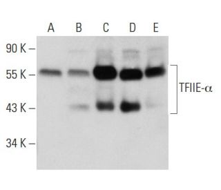 TFIIE-&alpha; Antibody (F-2) - Western Blotting - Image 30327