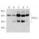 TFIIE-α Antibody (F-2) - Western Blotting - Image 30327