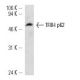 TFIIH p62 Antibody (G-10) - Western Blotting - Image 12797