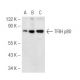 TFIIH p80 Antibody (184.7) - Western Blotting - Image 48671
