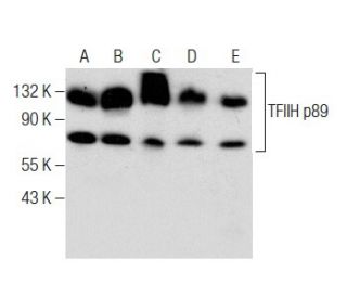 TFIIH p89 Antibody (B-7) - Western Blotting - Image 283460 