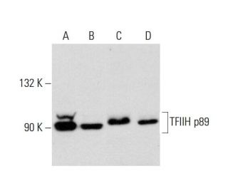 TFIIH p89 Antibody (G-10) - Western Blotting - Image 144792 