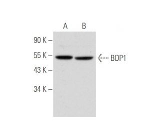 BDP1 Antibody (B-6) - Western Blotting - Image 333801