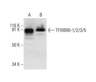 TFIIIB90-1/2/3/5 Antibody (A-8) - Western Blotting - Image 289929 