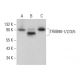 TFIIIB90-1/2/3/5 Antibody (A-8) - Western Blotting - Image 377968